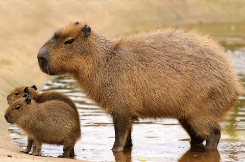 Our mascot, the Capybara.